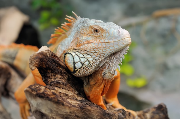 Close de uma iguana verde macho multicolorida