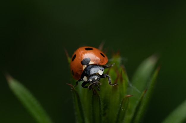 Close de uma joaninha em uma grama verde