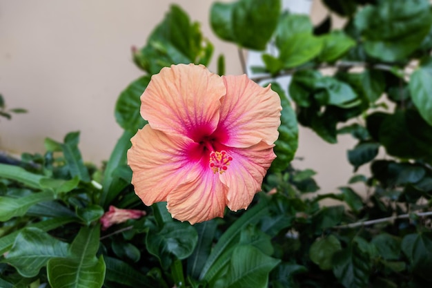 Close de uma linda flor de hibisco no jardim