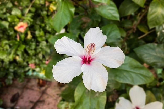 Close de uma linda flor de hibisco no jardim