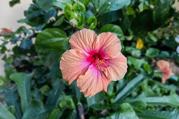 Close de uma linda flor de hibisco no jardim