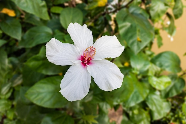 Close de uma linda flor de hibisco no jardim