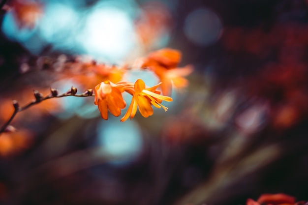 Close de uma linda flor de laranjeira com efeito bokeh