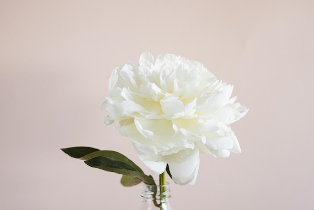 Close de uma linda flor de peônia branca em um vaso em um fundo rosa pastel com espaço de cópia