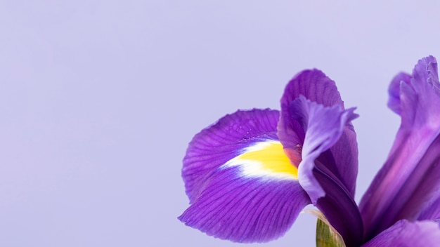 Foto close de uma linda flor roxa