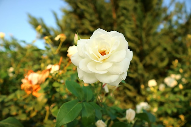 Close de uma linda rosa branca florescendo à luz do sol
