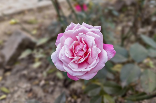 Close de uma linda rosa desabrochando no jardim