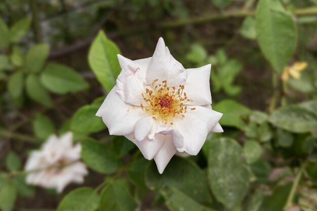 Close de uma linda rosa desabrochando no jardim