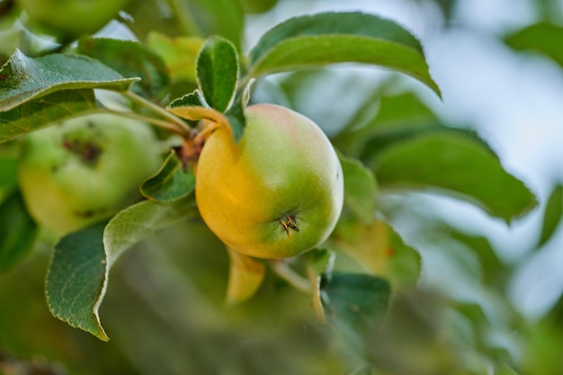 Close de uma maçã verde amadurecendo em uma árvore em um pomar sustentável em uma fazenda em uma zona rural remota de baixo Cultivo de frutas agrícolas saudáveis frescas para nutrição e vitaminas