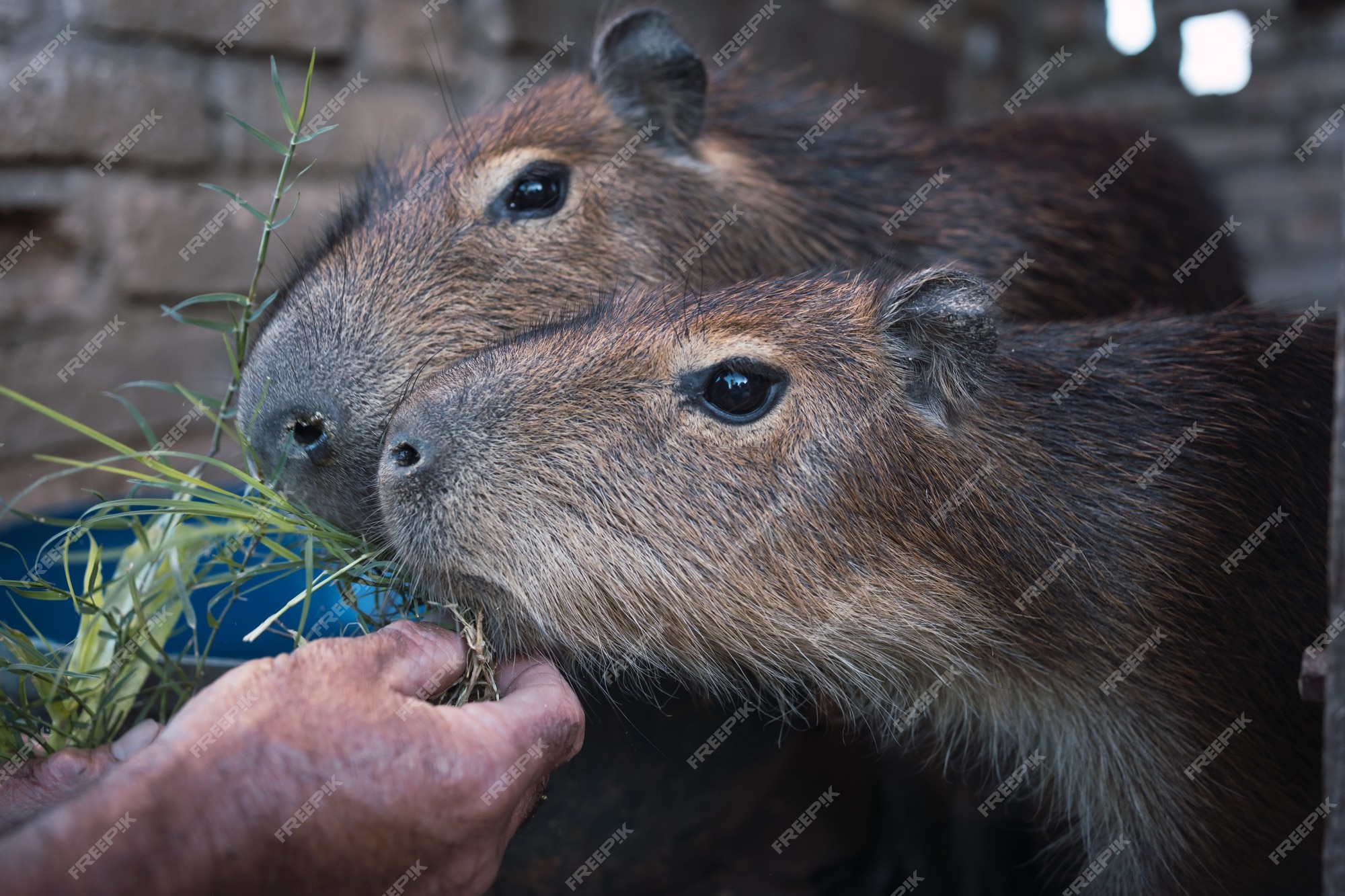 Capivara Imagens – Download Grátis no Freepik