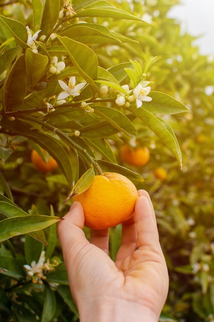 Close de uma mão pegando uma laranja madura da árvore em um dia ensolarado