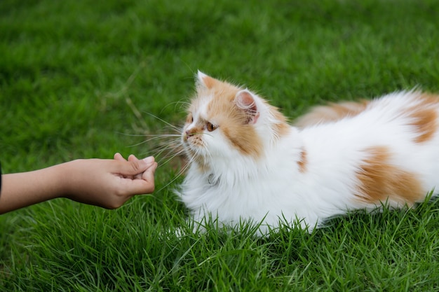 Close de uma mão tentando acariciar um gato