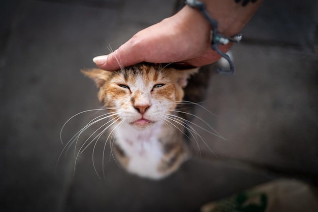Close de uma mão tocando um gato