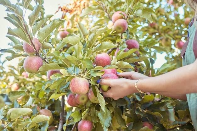 Close de uma mulher chegando para colher maçãs vermelhas frescas de árvores em terras agrícolas de pomar sustentável fora em dia ensolarado Mãos de agricultor colhendo frutas orgânicas nutritivas suculentas na estação para comer