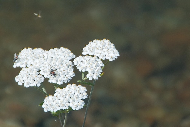 Close de uma planta com flores brancas