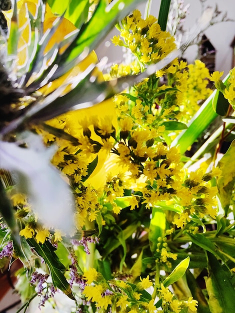 Close de uma planta com flores