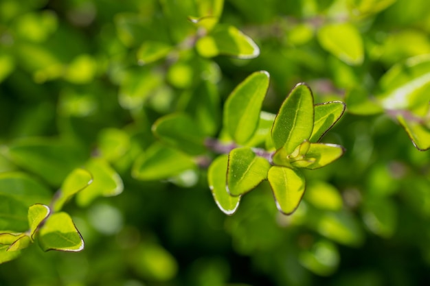 Close de uma planta com folhas verdes e a palavra "o" no topo.