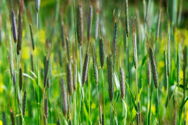 Close de uma planta de trigo verde fresca