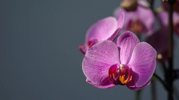 Close de uma planta roxa incrivelmente linda, orquídea fresca