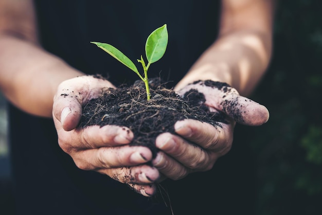 Close de uma planta segurando a mão