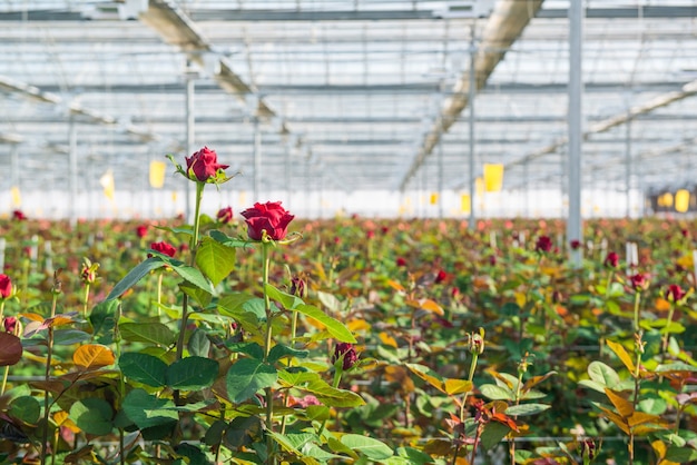 Close de uma rosa em um fundo floral desfocado em uma estufa