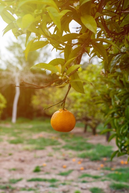 Close de uma única laranja pendurada em um galho de árvore ao pôr do sol