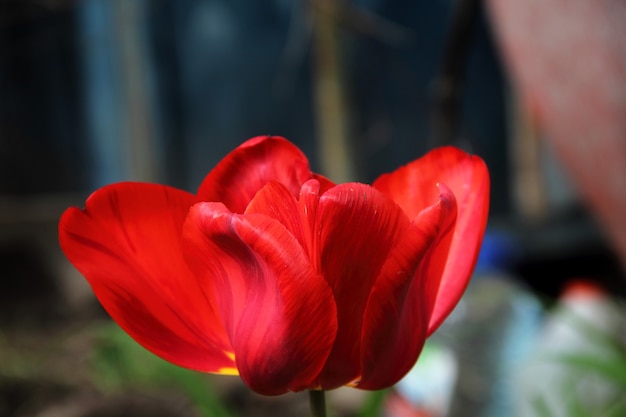 Close de uma única tulipa vermelha e amarela em um jardim de primavera