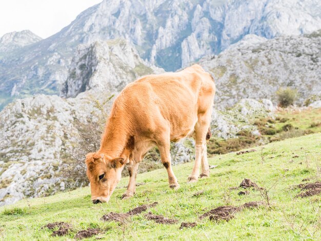 Close de uma vaca pastando em um campo nos lagos covadonga, espanha