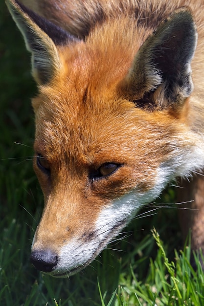 Close de uma vulpes Red Fox Vulpes