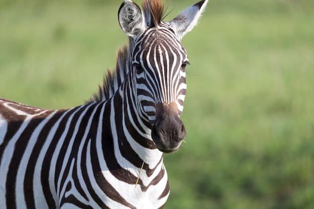 Close de uma zebra em um parque nacional