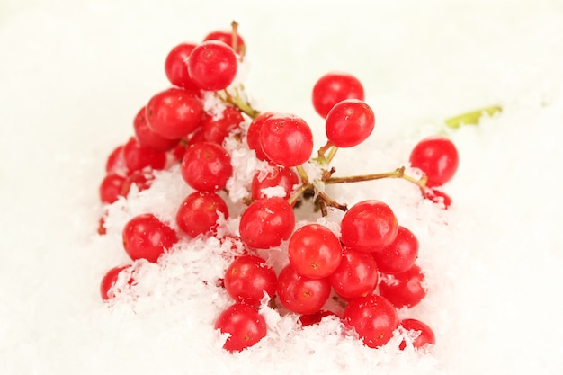 Close de viburnum maduro na neve