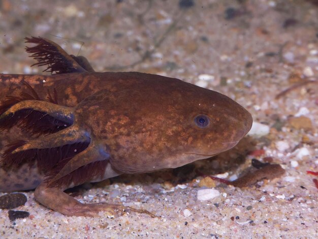 Close do Axolotl mexicano Ambystoma mexicanum com guelras neoatênicas de cor cupper