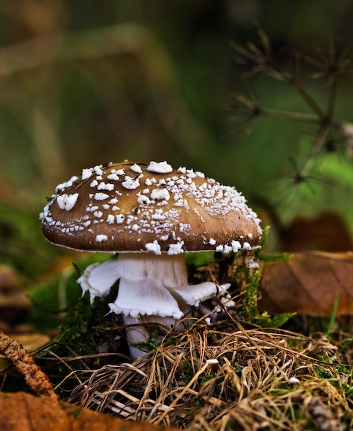 Close do cogumelo Amanita pantherina em uma floresta de coníferas