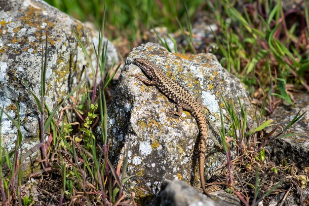 Close do colorido lagarto exótico na rocha coberto de líquen na natureza