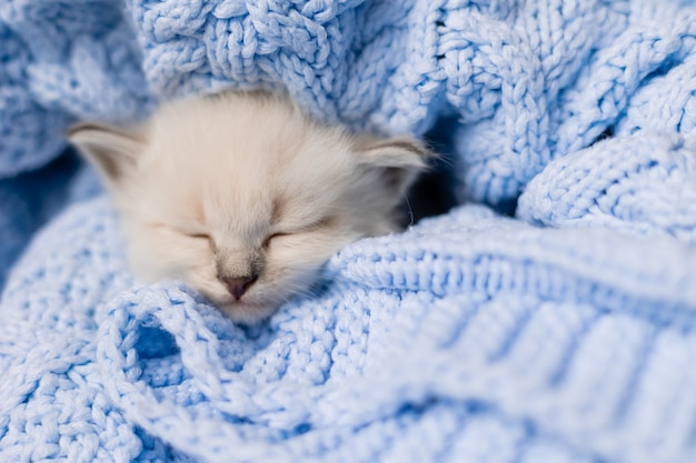 Close do focinho de um gatinho de pêlo curto britânico adormecido, enterrado em um cobertor azul