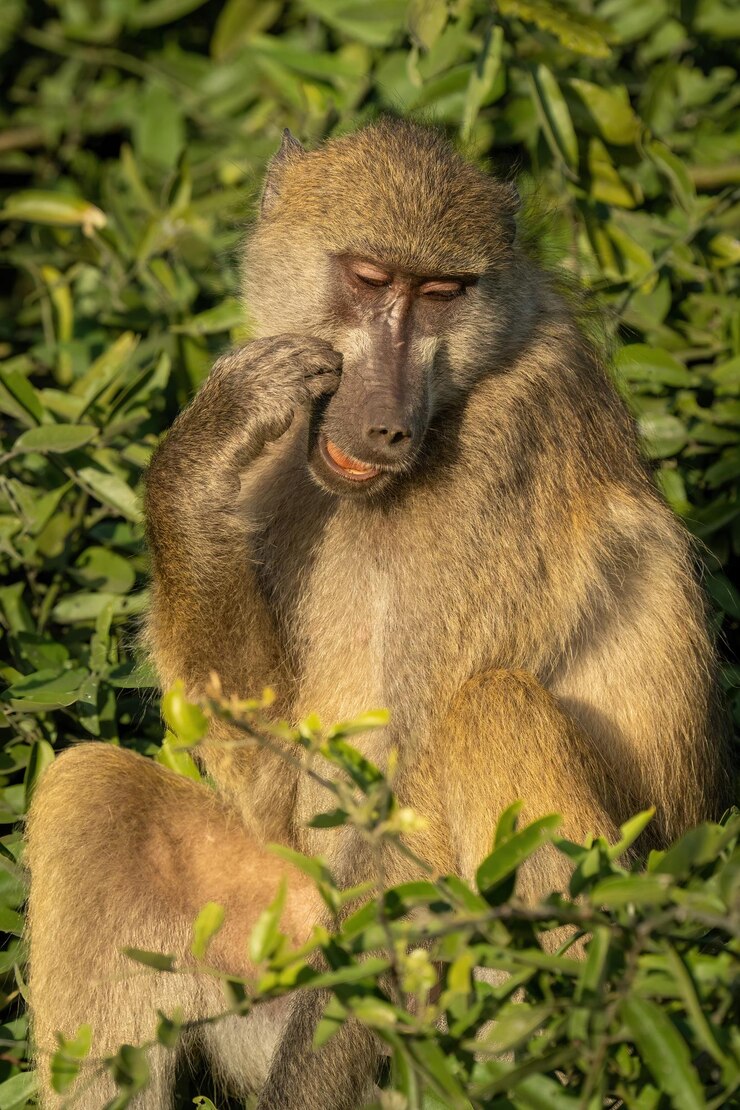 Foto close do macaco