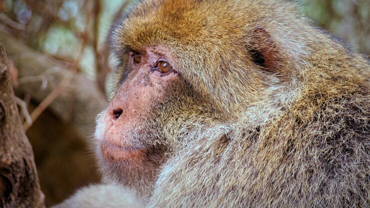 Foto close do macaco