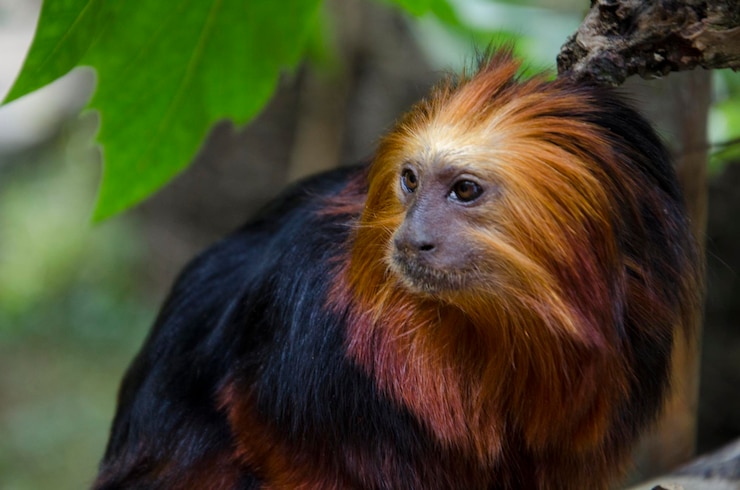 Foto close do macaco