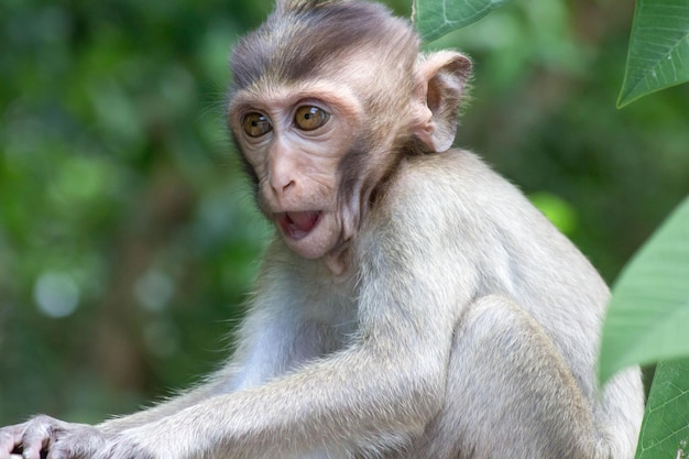 Close do macaco