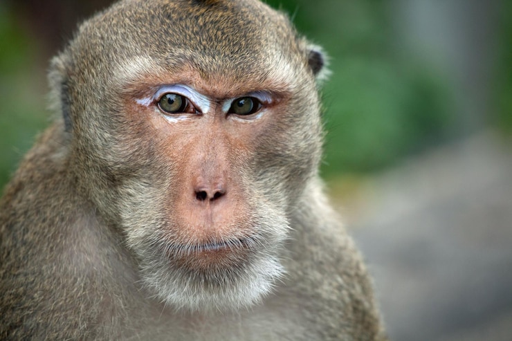 Foto close do macaco