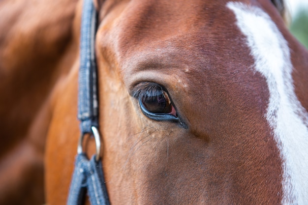 Close do olho de um cavalo baio em uma cabeçada azul