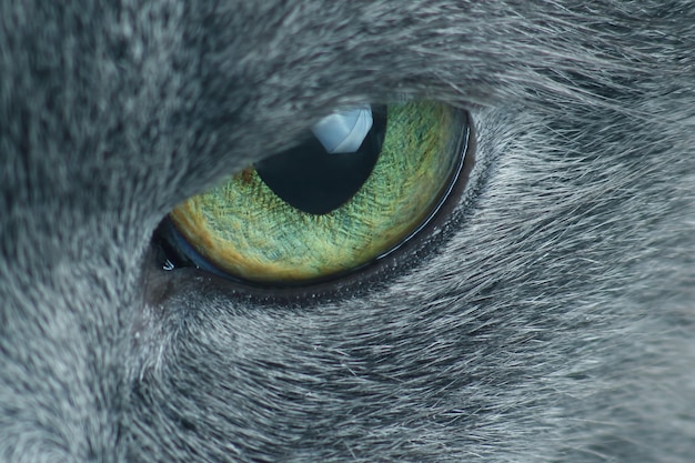 Foto close do olho do gato cinza