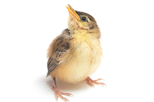 Close do pássaro Zitting Cisticola