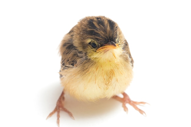 Foto close do pássaro zitting cisticola