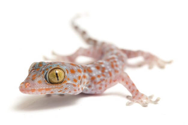 Foto close do réptil tokay gecko