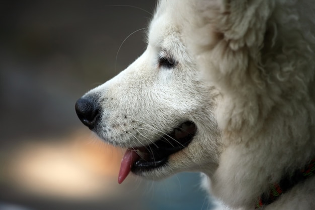 Close do retrato de um cachorro branco