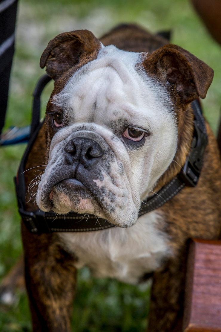 Foto close do rosto de bulldog inglês