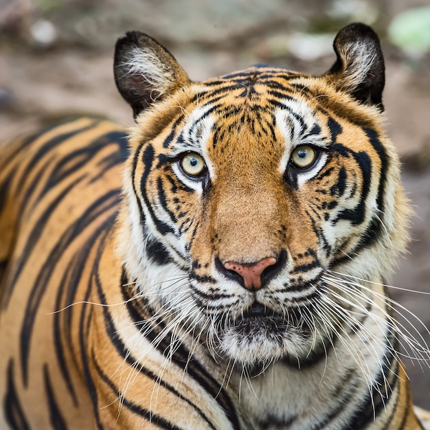 Close do rosto de um tigre. (Panthera tigris corbetti) no habitat natural, animal selvagem perigoso no habitat natural, na Tailândia.