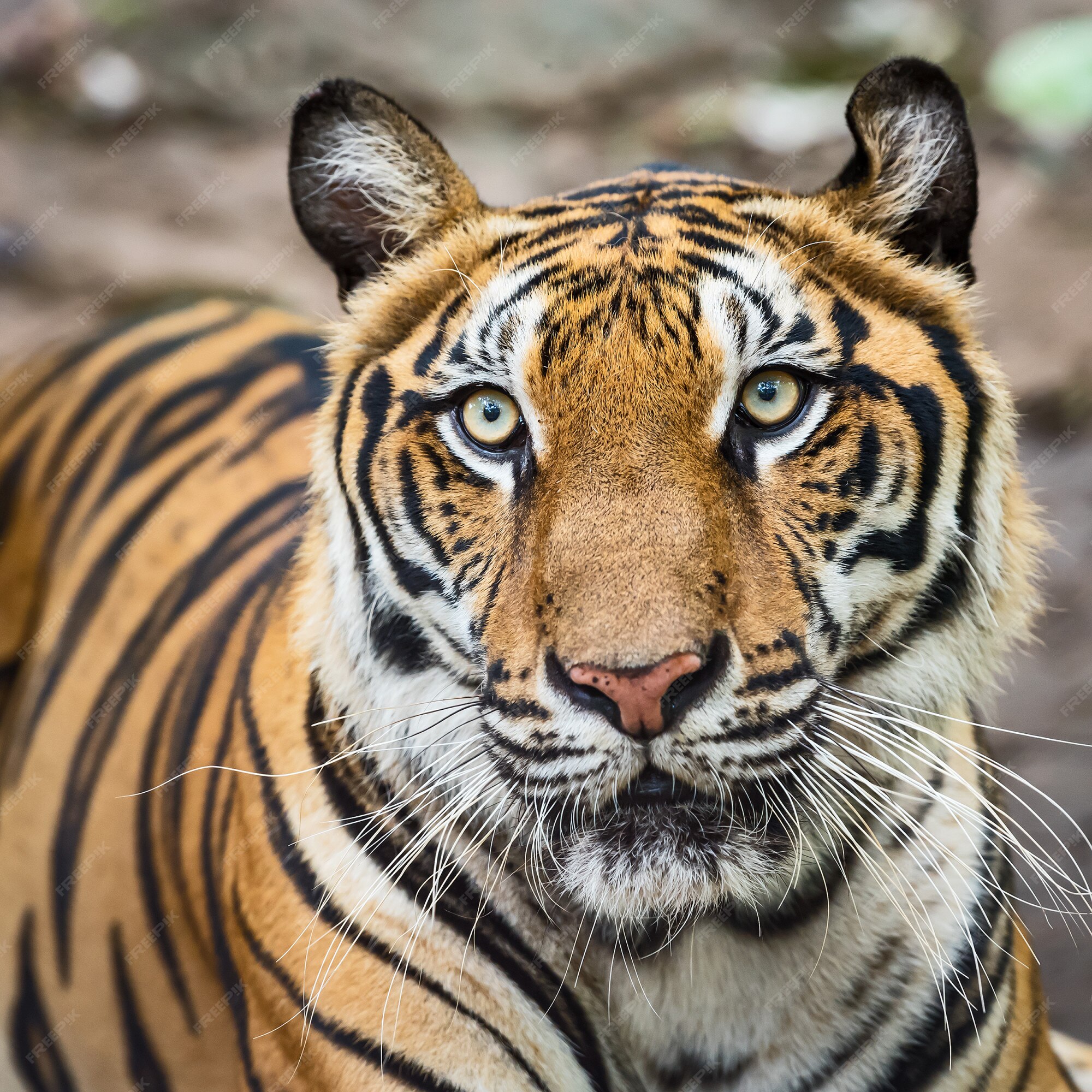 Apareceu um TIGRE em minha sala! Essa é a NOVIDADE da pesquisa do