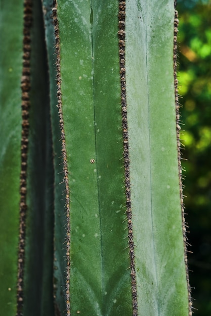 Close dos espinhos de um cacto